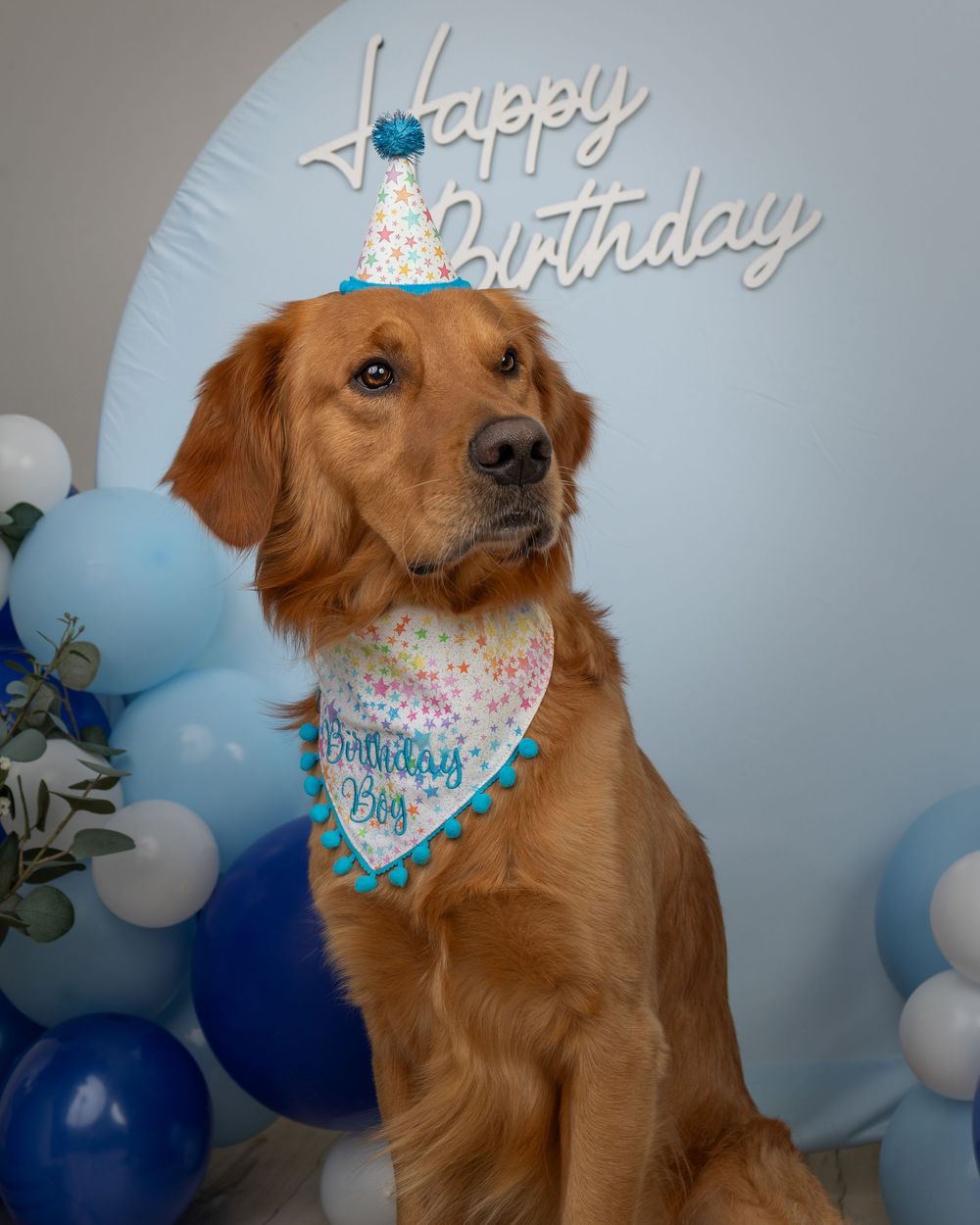 Golden Retriever dog wearing a birthday hat and bandana sits in front of a Happy Birthday balloon backdrop.
