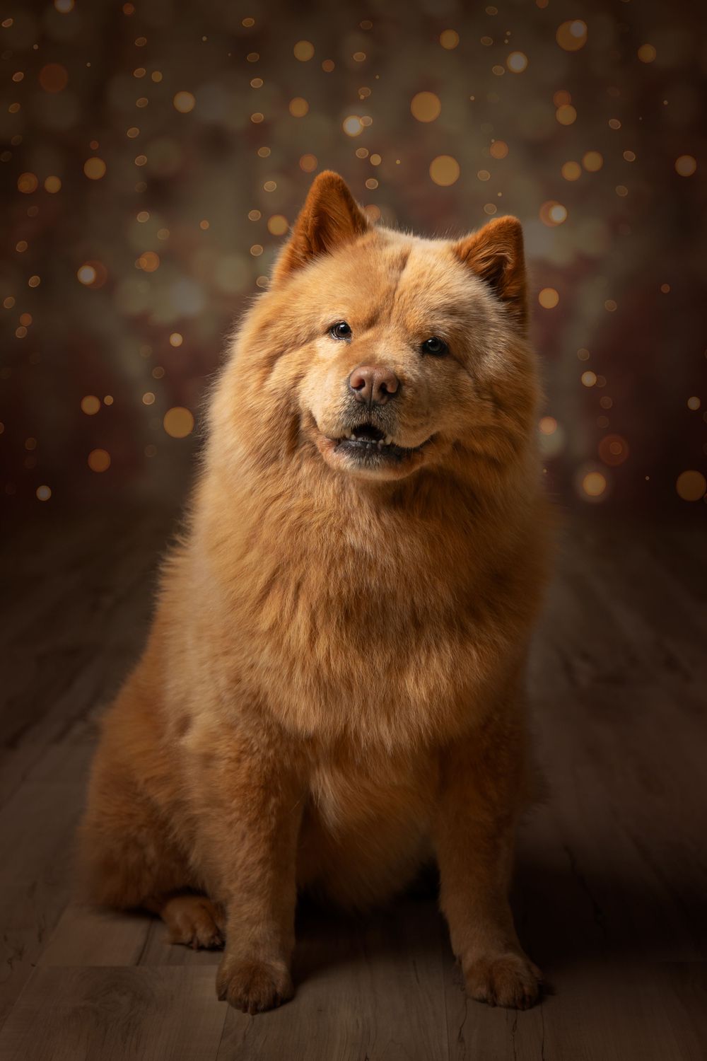 Fluffy golden Chow Chow dog sitting on wooden floor against bokeh light brown studio background.