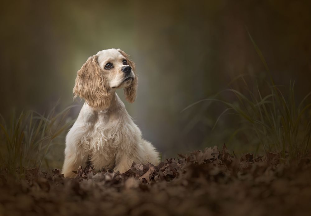 Cocker Spaniel lying in autumn leaves with soft moody lighting and dark background. Dog portrait Ada Oklahoma photographer