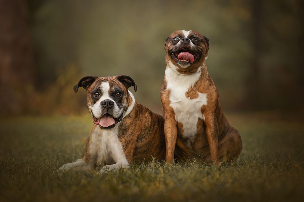 Boxers sitting together outdoors.