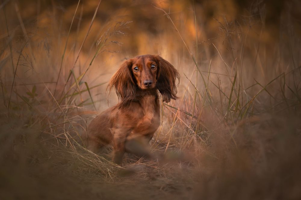 Long-haired dachshund sitting in tall grass during golden hour. Dog portrait Ada Oklahoma photographer