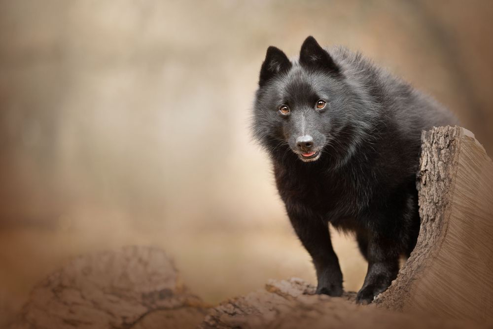 Schipperke walking through natural habitat with blurred background.