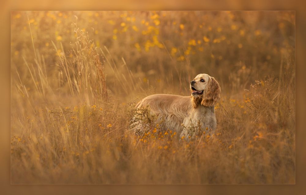Dog in golden field during sunset with atmospheric lighting. Dog portrait Ada Oklahoma photographer