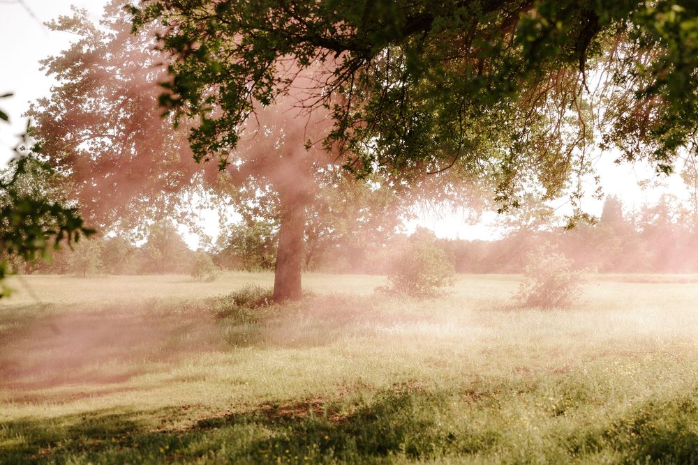 Sunlit fog drifts through a tranquil meadow with tall trees casting long shadows in the golden morning light.