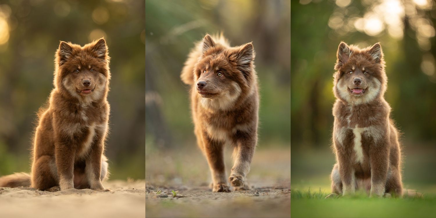 A  fluffy brown Finnish Lapphund dog sitting and walking on a dirt path in golden sunlight.