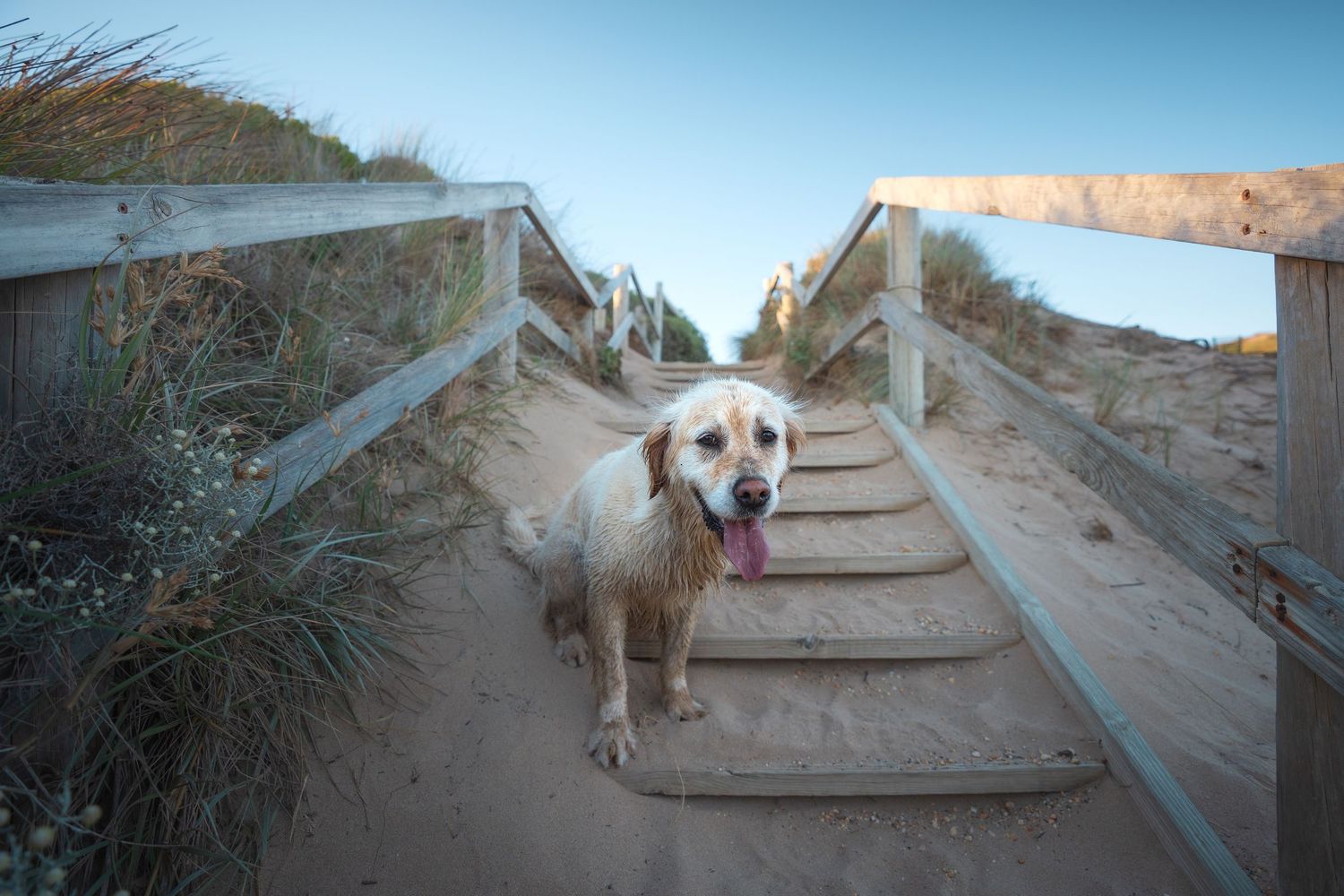 Happy golden retriever sitting on sandy beach stairs after a playful ocean session at sunset at the Surf Coast