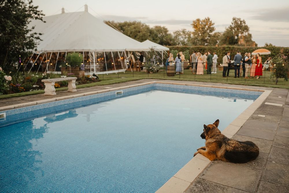 A German Shepherd dog rests peacefully by the edge of a swimming pool during sunset.