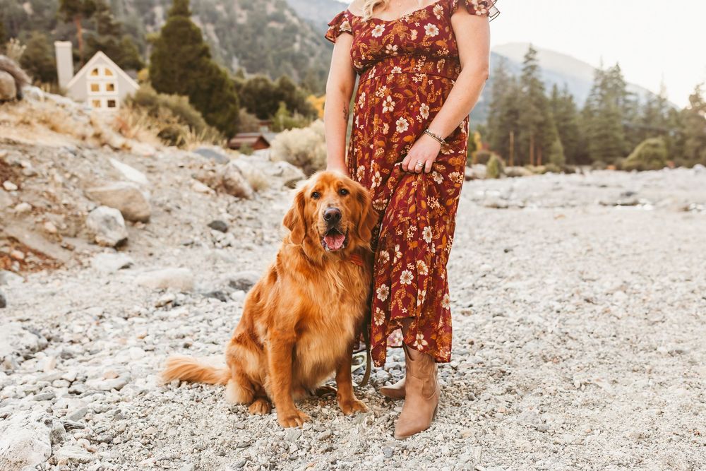 Golden Retriever dog sits on rocky beach next to floral dress while mountains rise in background.
