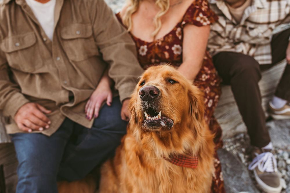 A golden retriever dog sitting outdoors with people in casual attire.