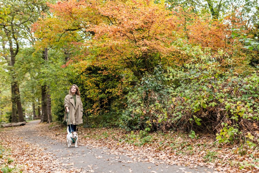 A woman walks her dog on a scenic autumn path through a forest with colorful fall foliage and leaves scattered on the ground.