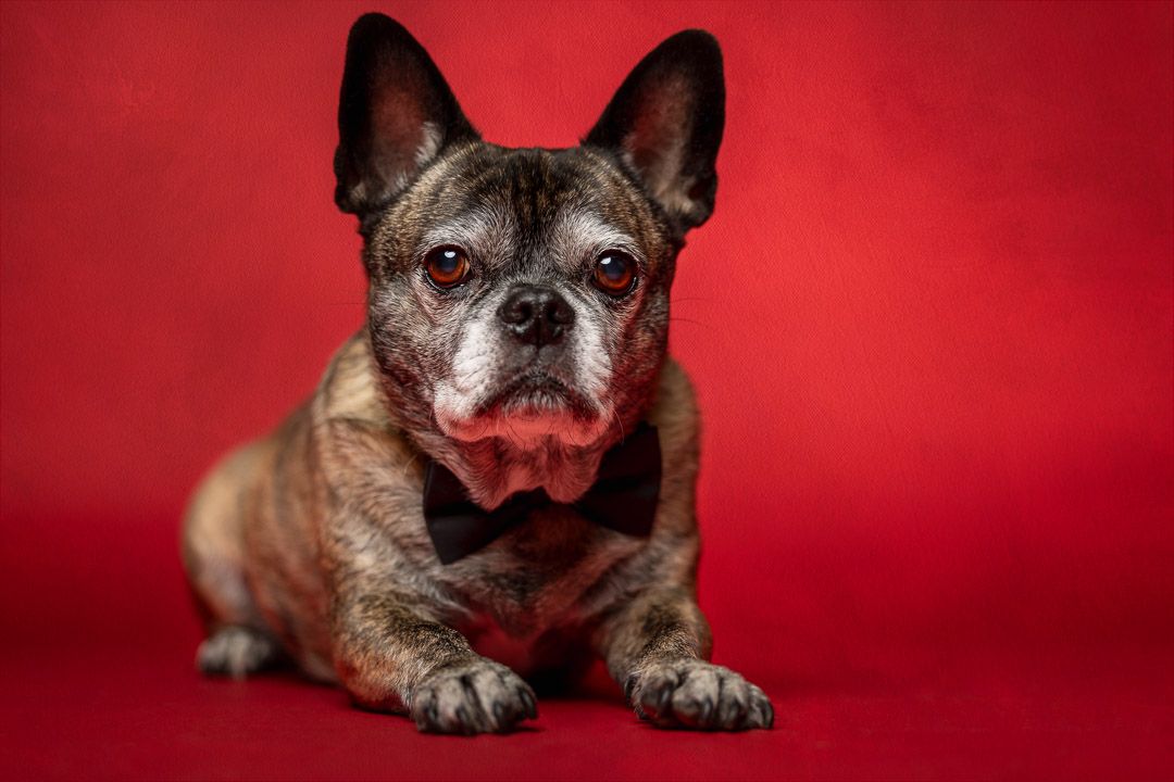 Liggend hondenportret in fine-art stijl, studiofotograaf honden Brabant