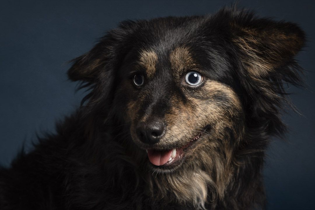 Fine-art hondenportret in de studio, rustige belichting en donkere achtergrond, hondenfotograaf Brabant