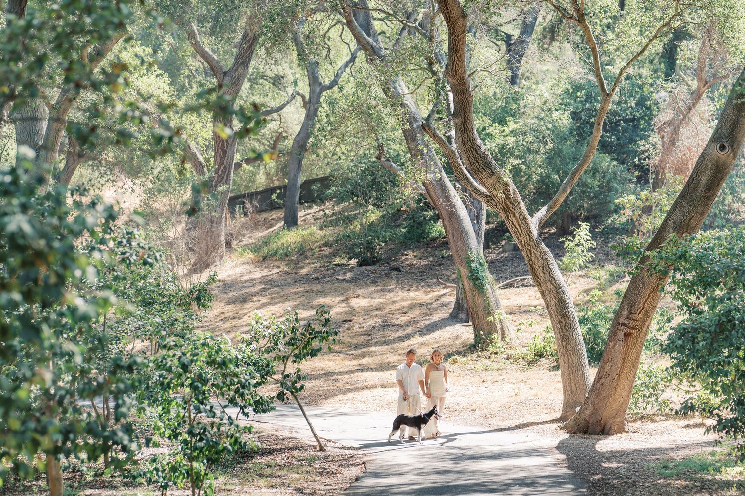 A wild turkey walks along a shaded dirt path through a wooded area with twisted tree trunks and dappled sunlight.