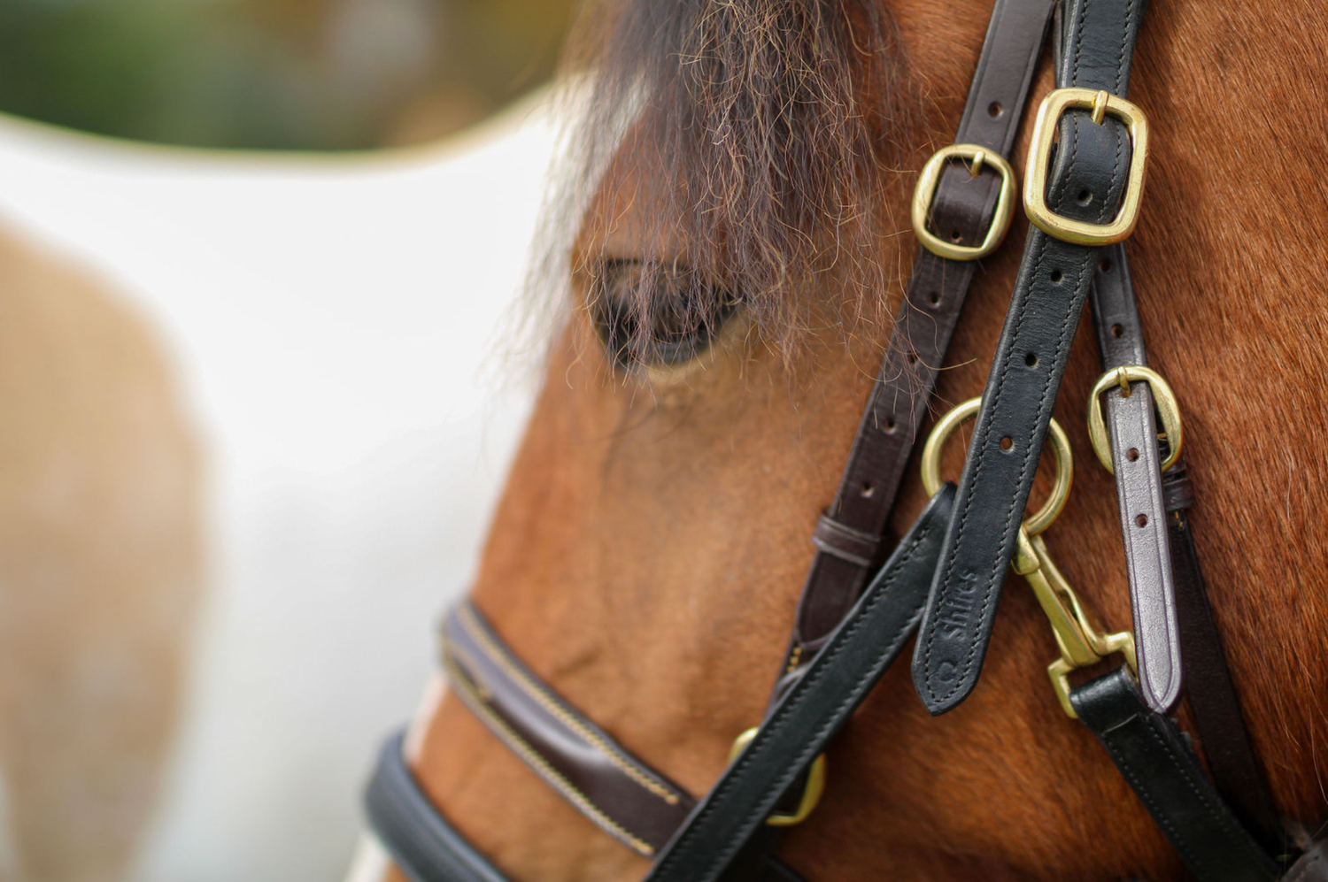Equestrian photography in Cambridge