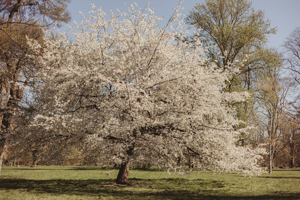 white blossom tree