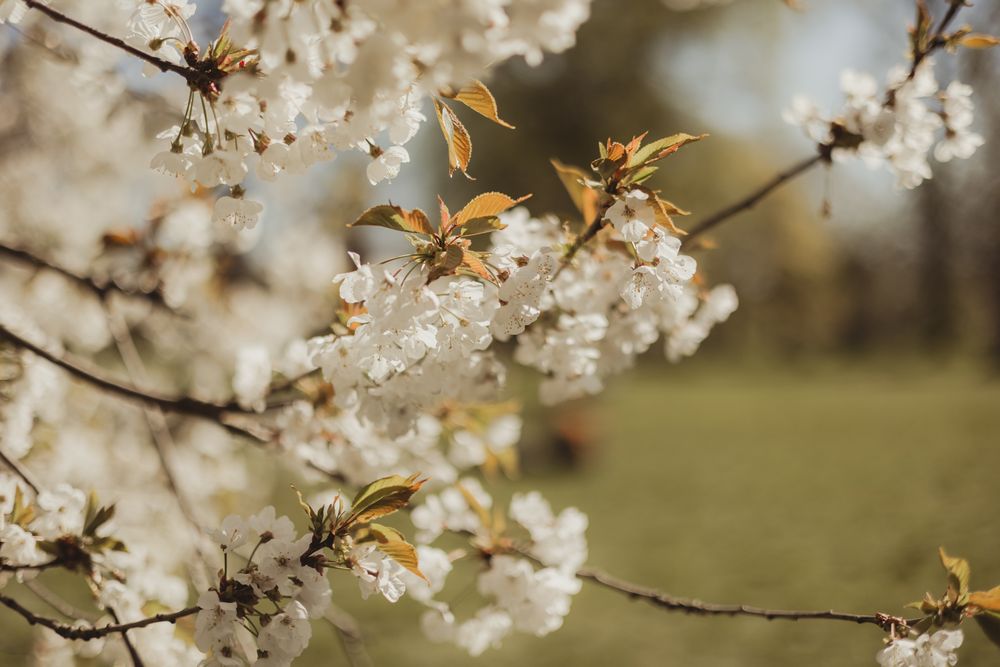 white flowers