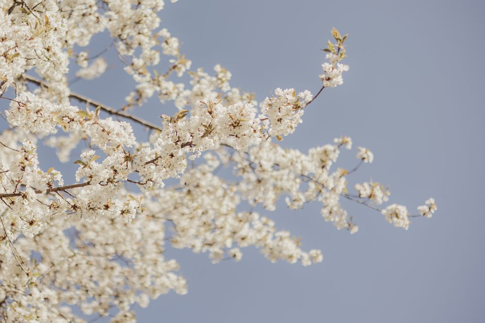 white blossom on branches against a blue sky