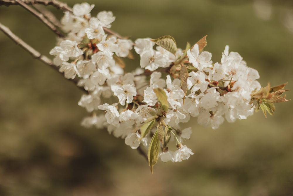 white flowers against a green background