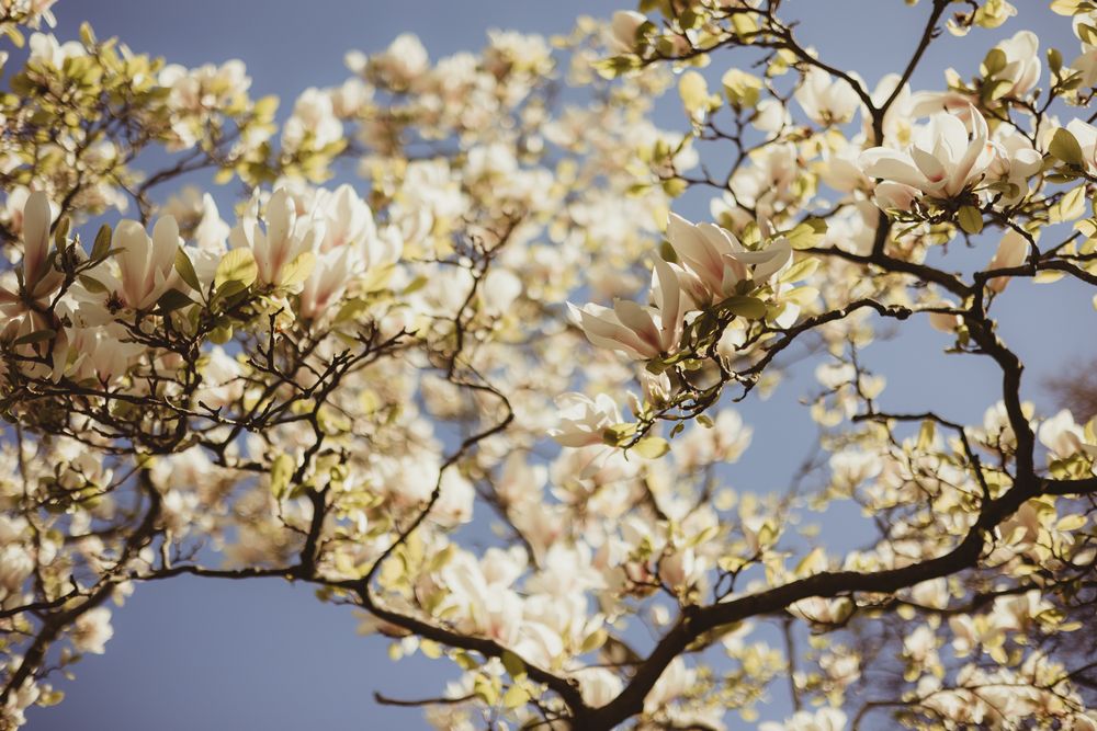white petals on branches against a blue sky