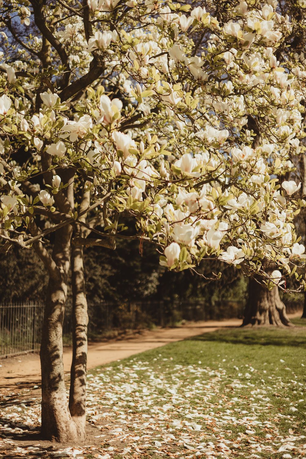magnolia tree