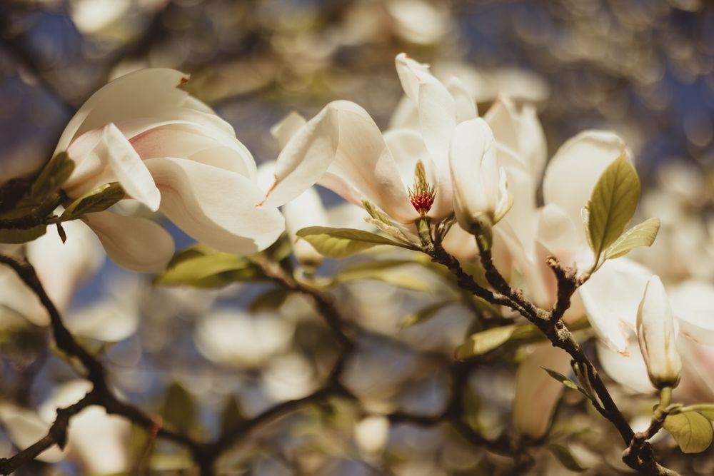 white petals