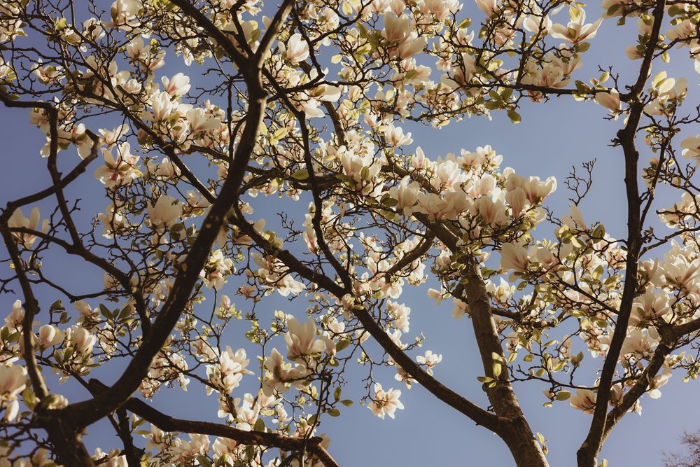 white petals on branches against a blue sky