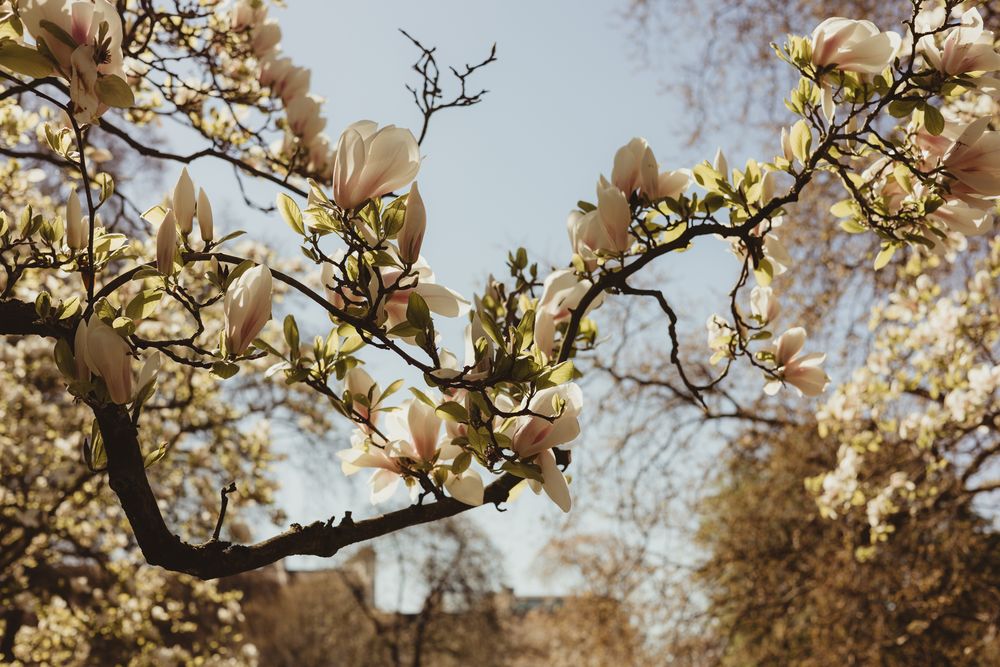 white petals on branches against a pale blue sky