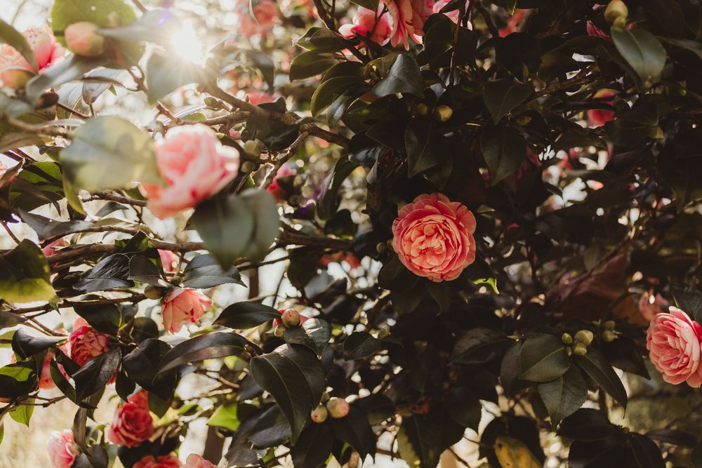 pink roses