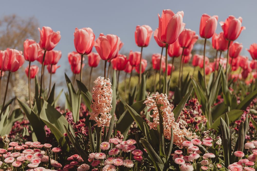 red tulips