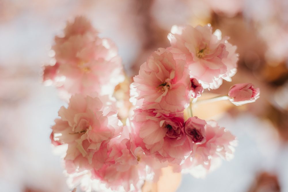 close-up of a pink blossom flower