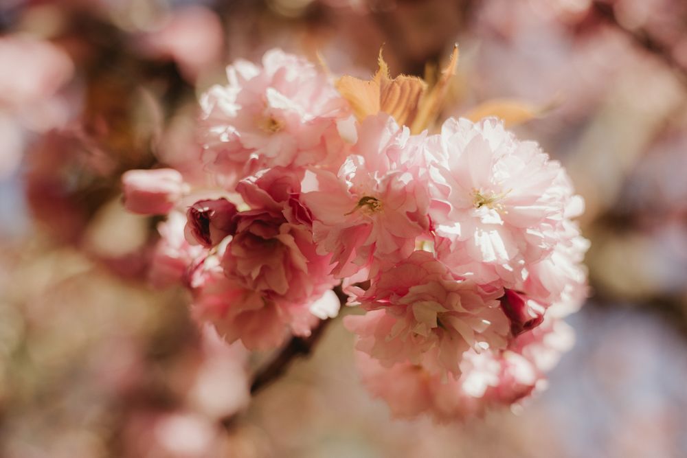 close-up of a pink blossom flower