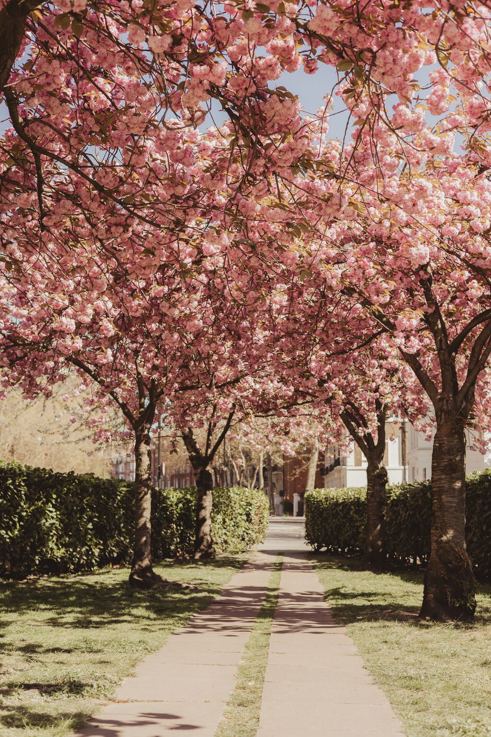 blossom trees creating an arch over a walkway in London