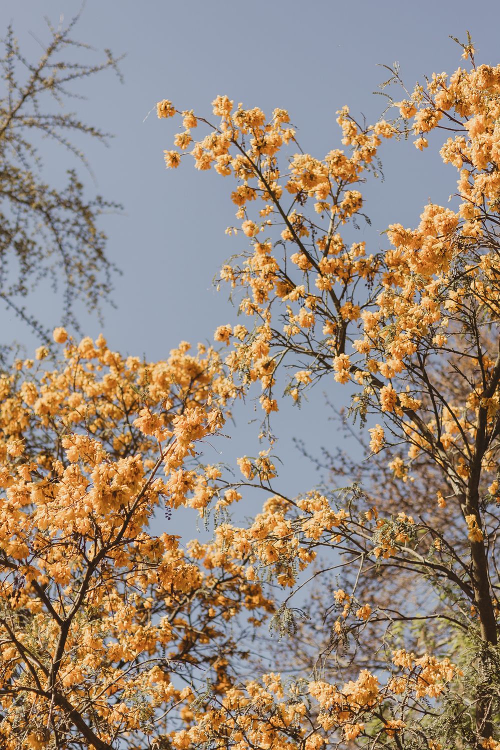yellow flowers on a tree against a blue sky