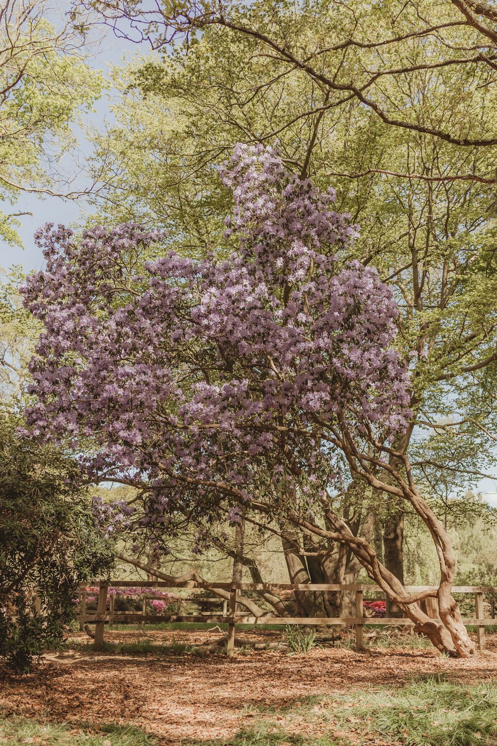 purple tree