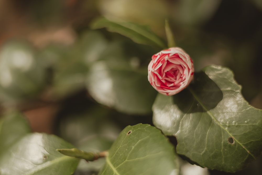 pink flower and green leaves