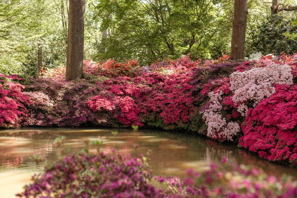 pink azaleas surrounding a pond in Isabella plantation in Richmond Park