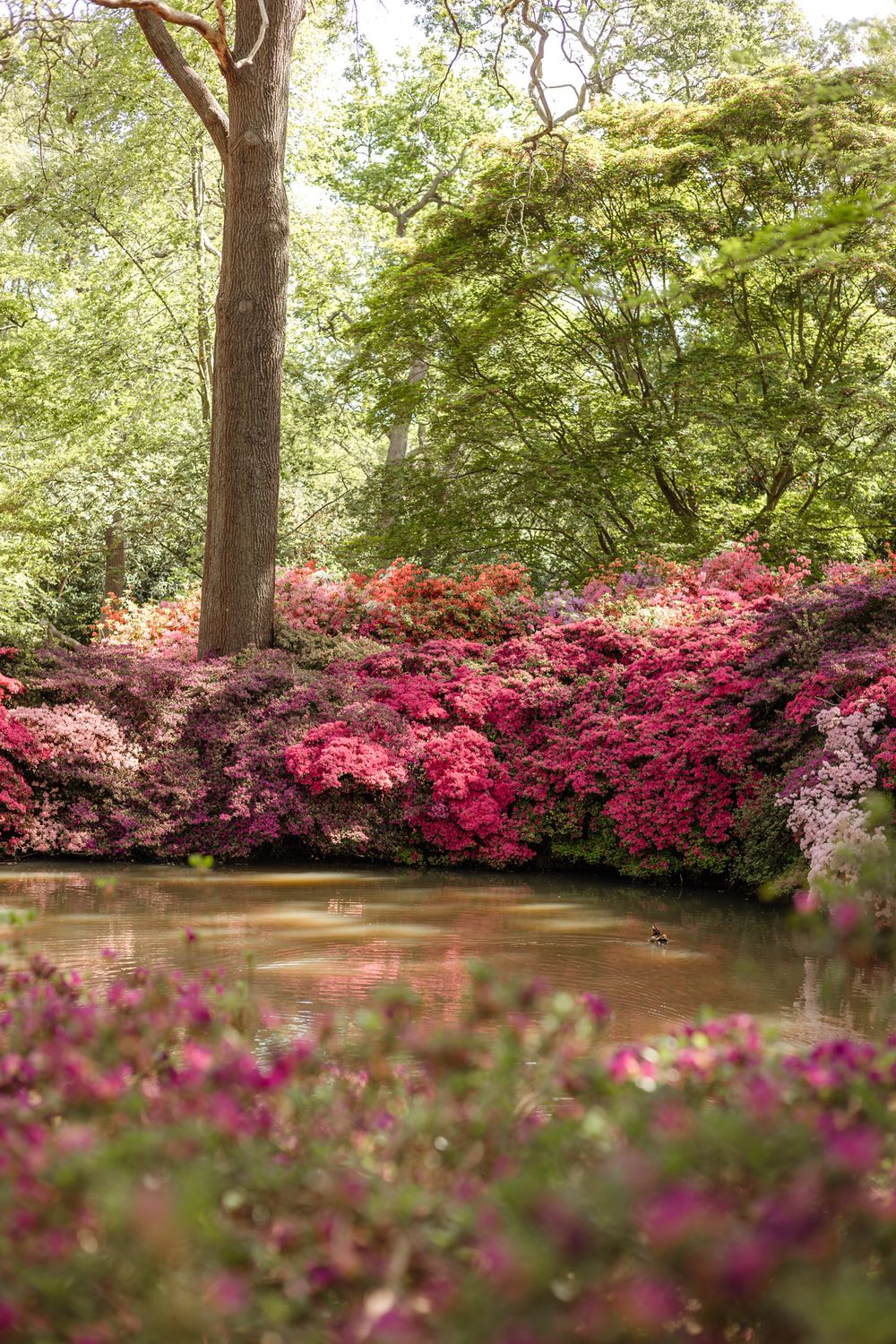 pink azaleas surrounding a pond in Isabella plantation in Richmond Park
