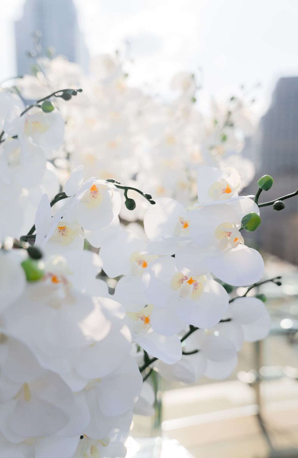 Elegant white orchids in bloom with soft focus city skyline backdrop.