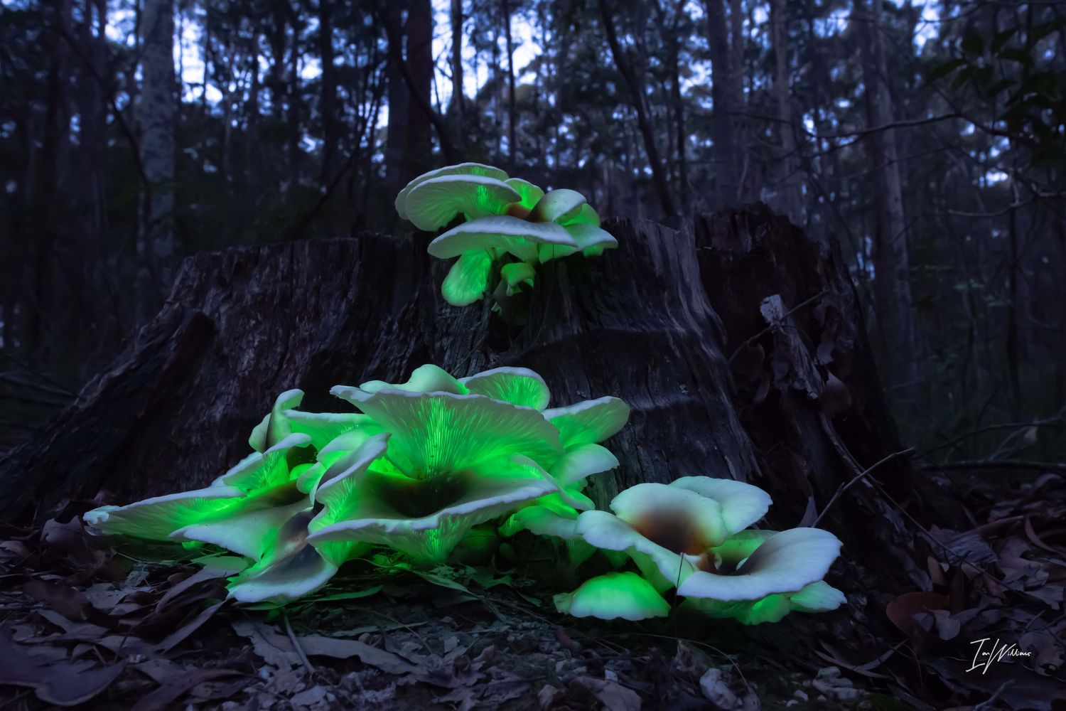 Ghost fungi, Bermagui