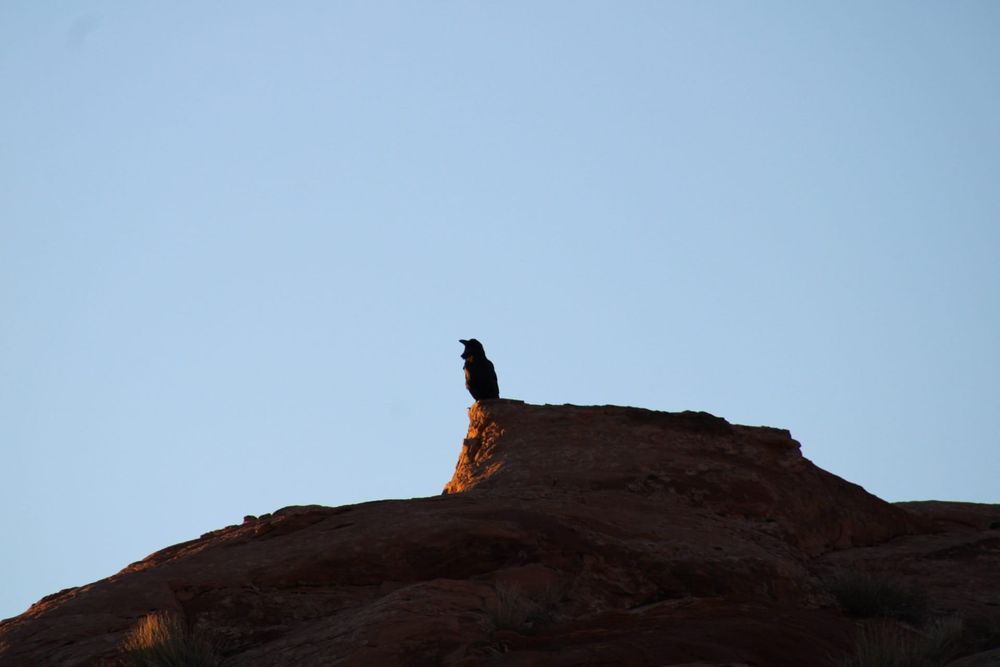 Raven in Utah