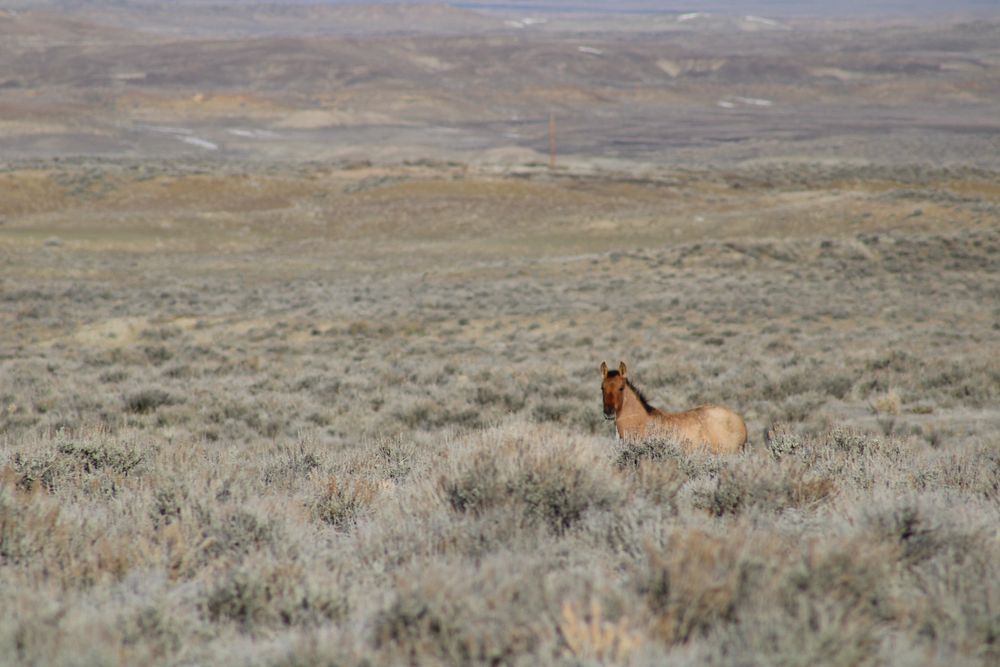 Mustang foal