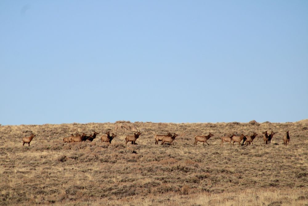 Elk