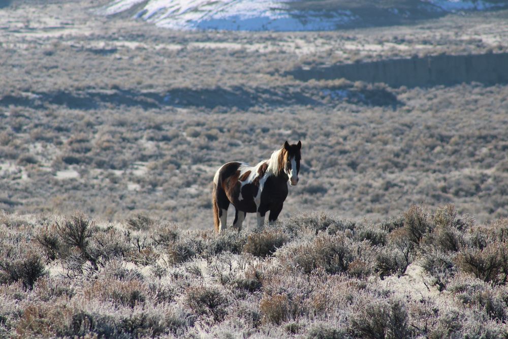 Mustang