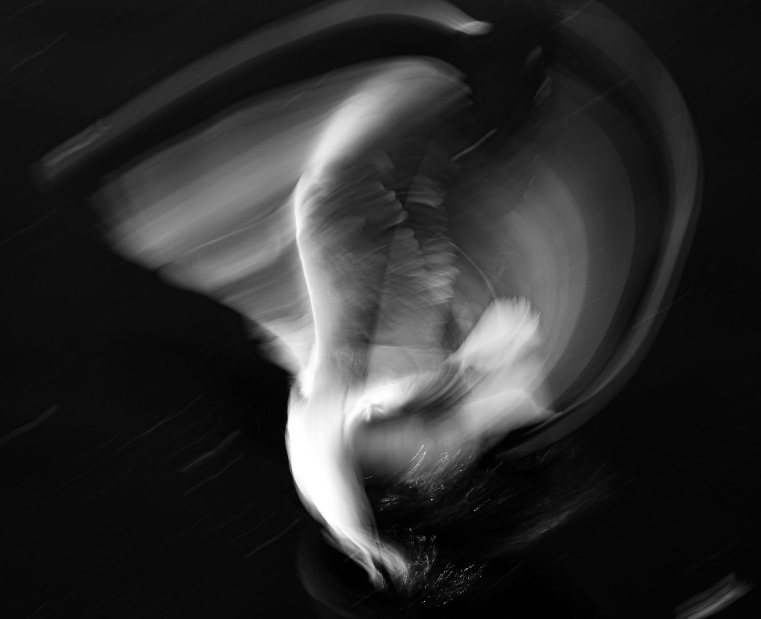 Heartlaubs gull slowed shutter speed