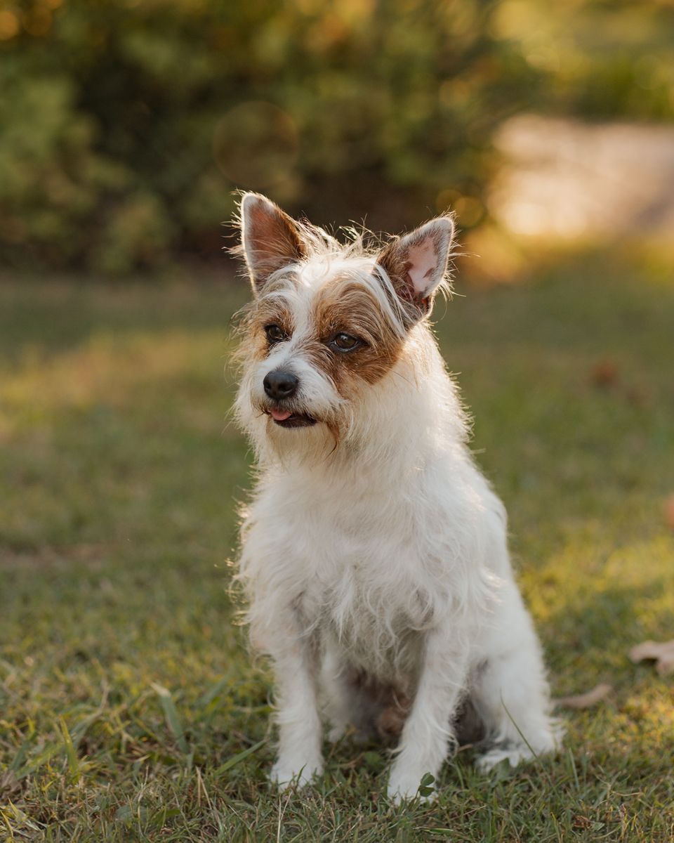 A fluffy white and brown Jack Russell Terrier sits on green grass outdoors in warm golden light during a photoshoot in sydney rouse hill