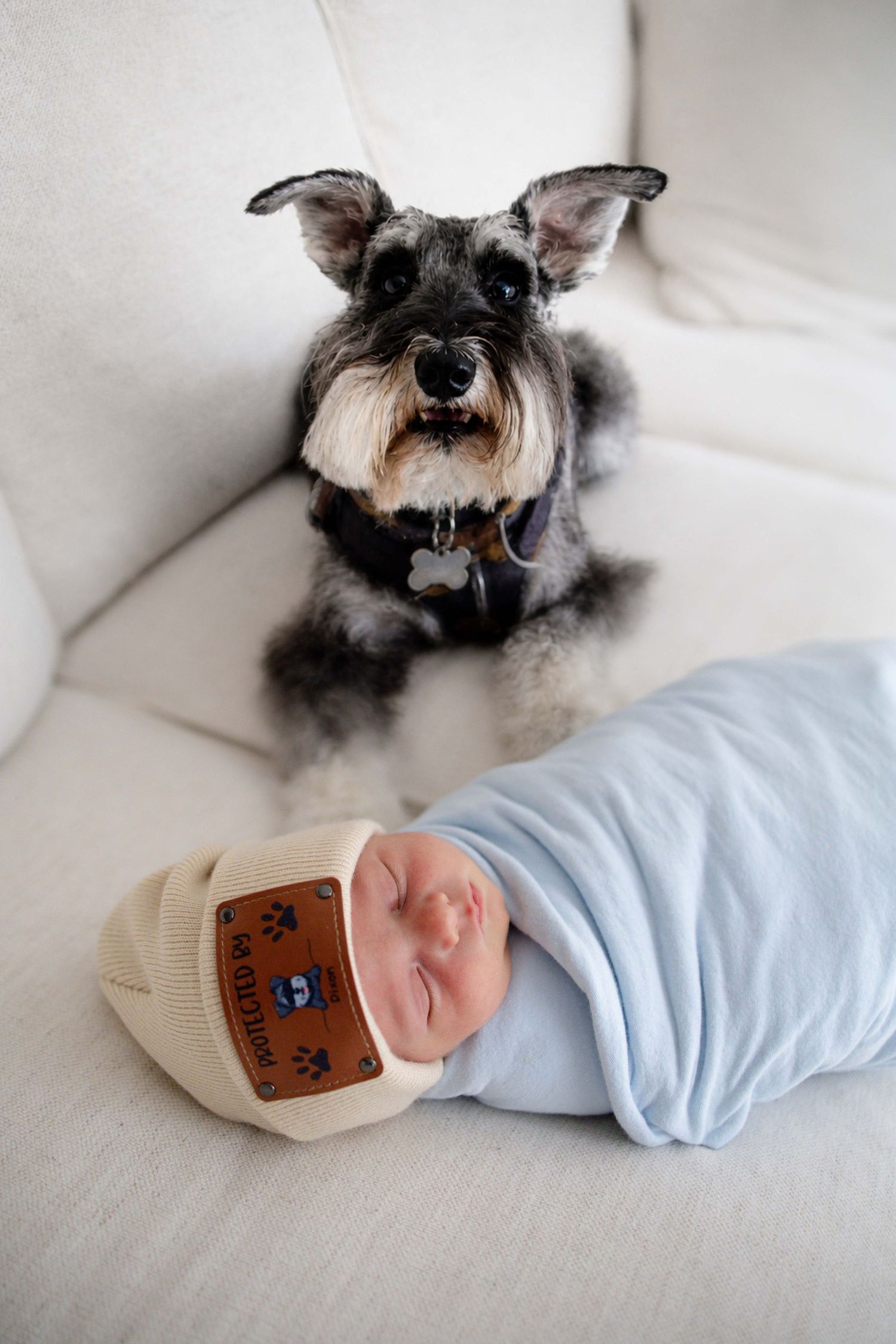 Miniature schnauzer dog sits beside swaddled sleeping newborn baby wearing a hospital hat on white sofa.