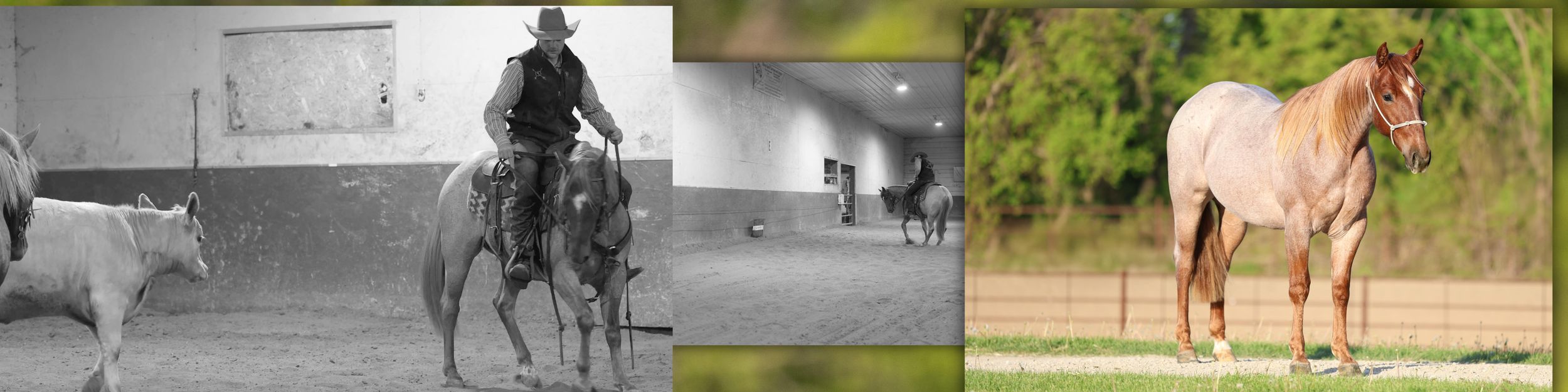 A cowboy rides a horse while herding cattle in an indoor arena, alongside a palomino horse standing outdoors.