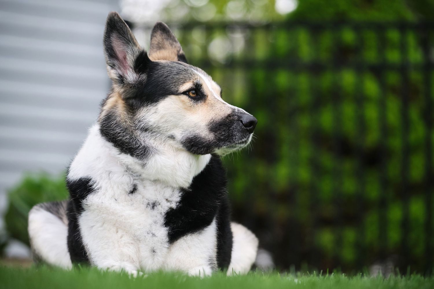A dog in Appleton Wisconsin sits in a backyard for a pet portrait