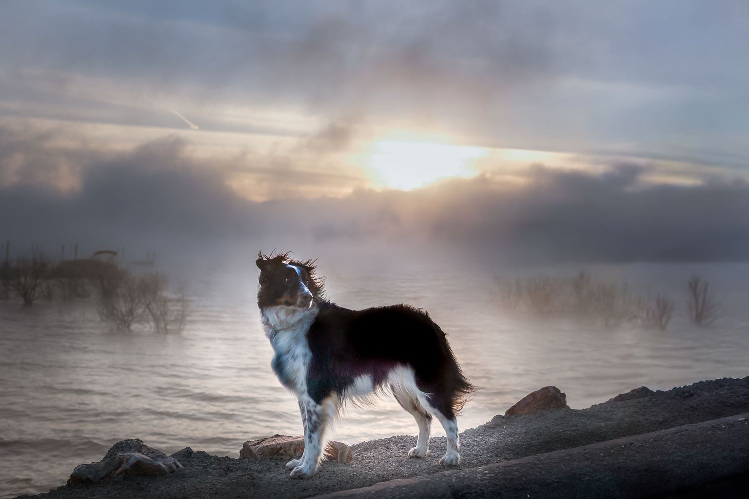 A majestic Collie dog stands on rocky shore at sunset with misty lake and dramatic cloudy sky in background.