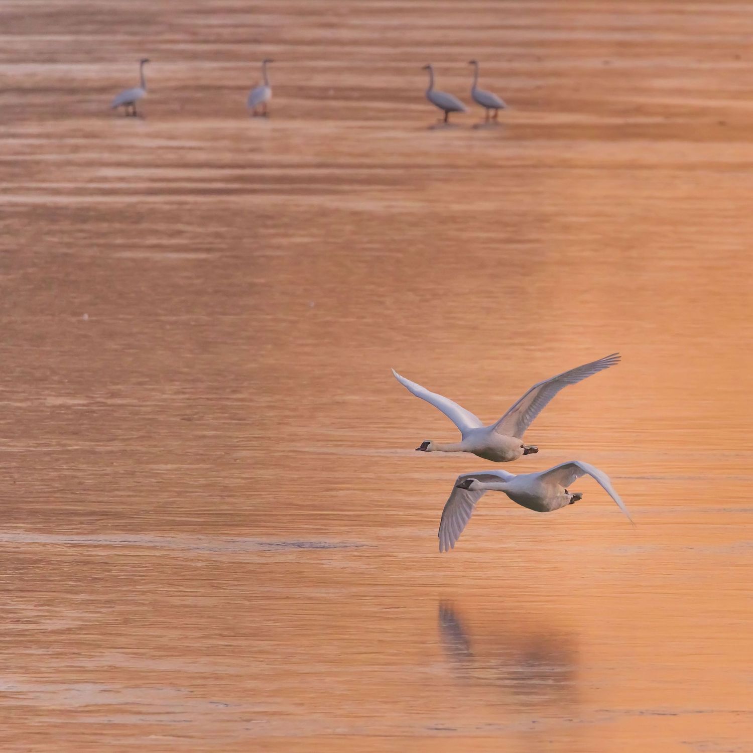 Pitt-Addington Marsh, Pitt Meadows, Pitt Lake, Trumpeter swan